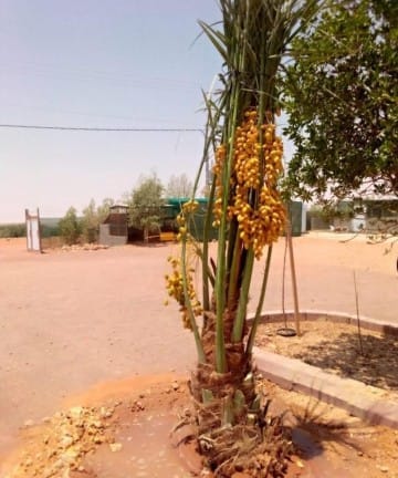 WhatsApp Image 2024-10-23 at 6.26.55 PM (2)