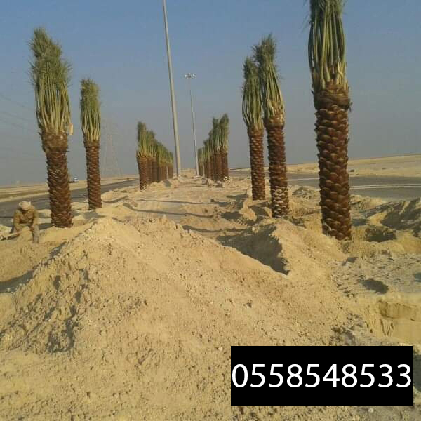 img-16739439224